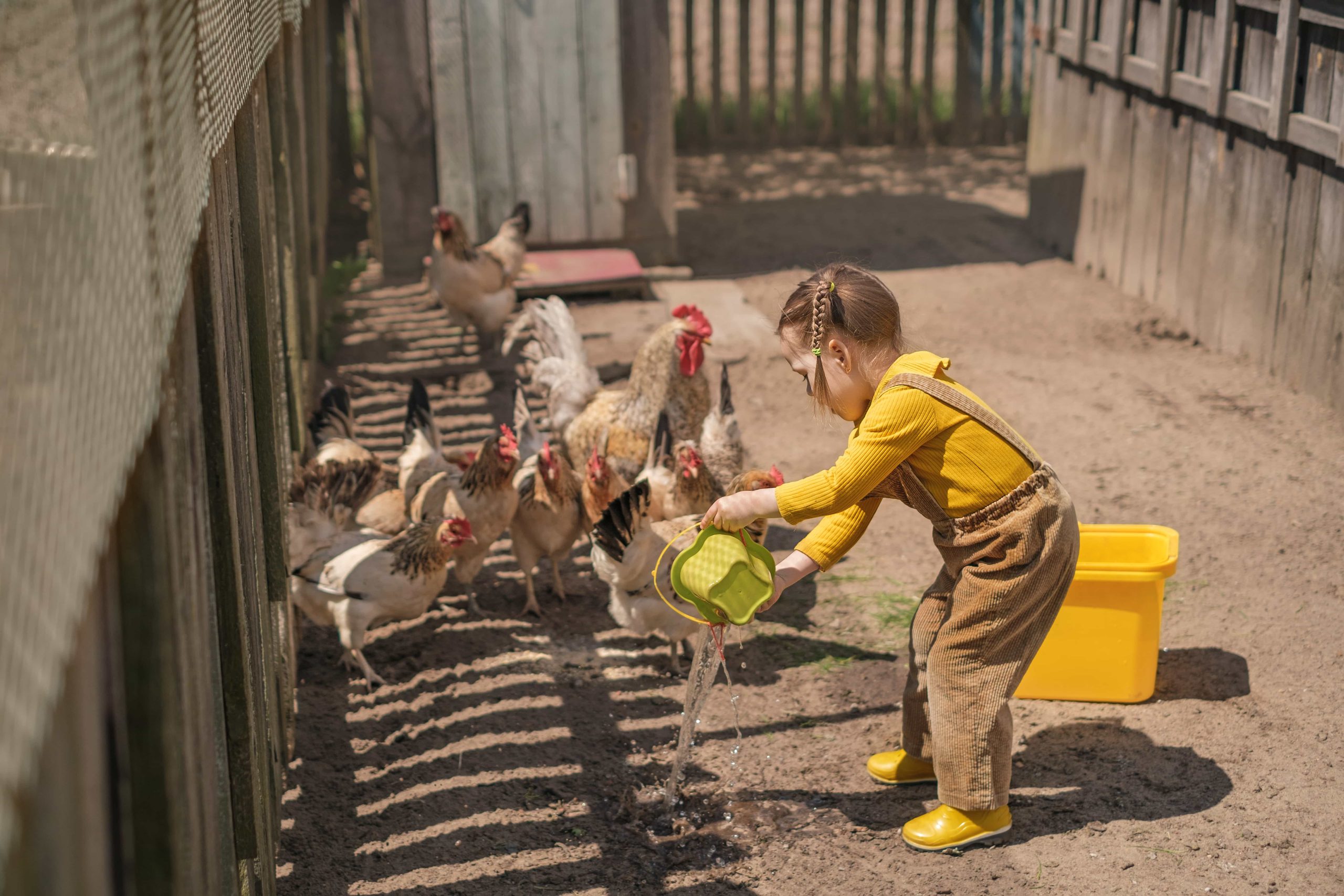 Granja escuela alimentando gallinas