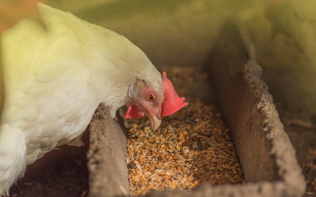 Los beneficios de incorporar pienso ecológico en la dieta de tus gallinas