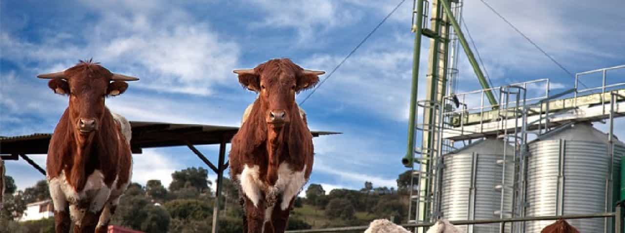 Asesoramiento Alimentación animal