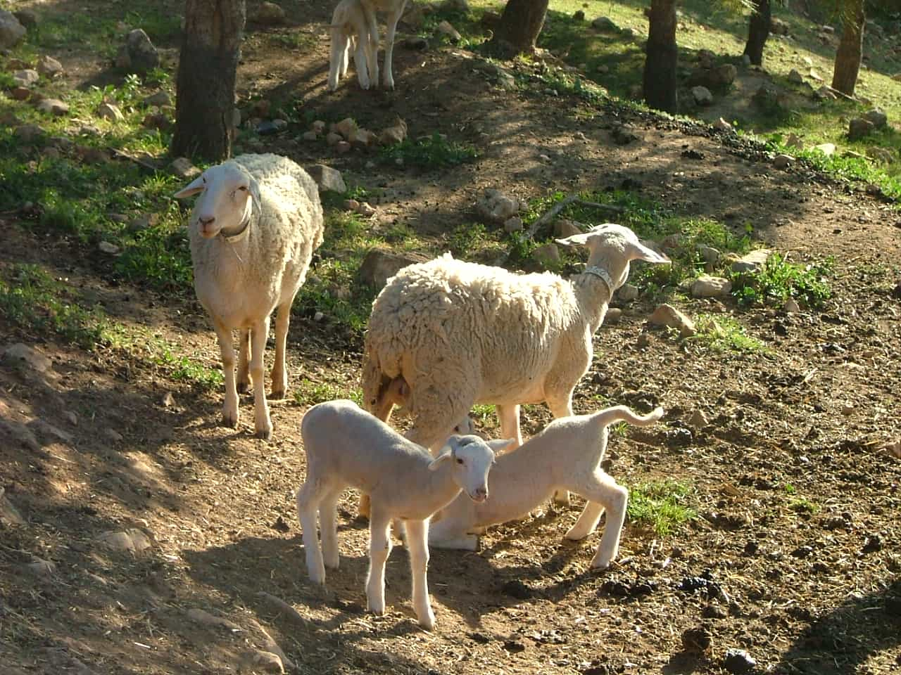 Ganado ovino