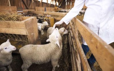 Las ventajas de utilizar piensos ecológicos para el ganado ovino