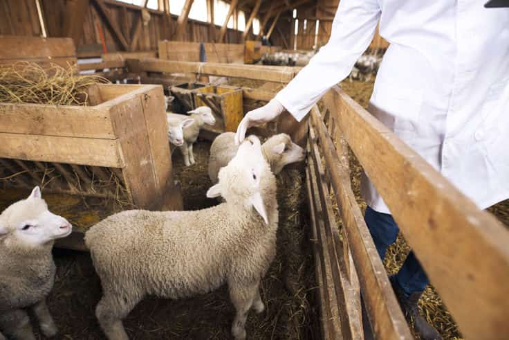 Las ventajas de utilizar piensos ecológicos para el ganado ovino