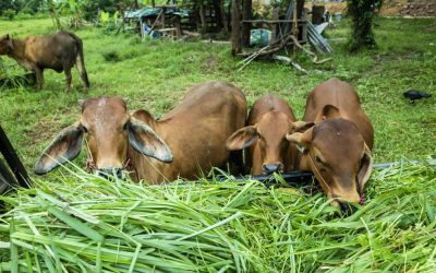 La alimentación sostenible puede mejorar el impacto en sus animales