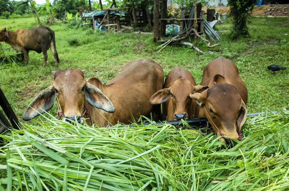 La alimentación sostenible puede mejorar el impacto en sus animales