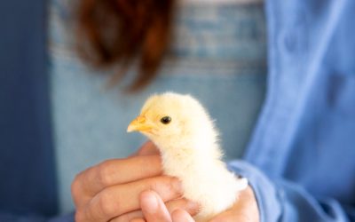 «Consejos prácticos para incubar huevos de gallina y obtener pollitos saludable