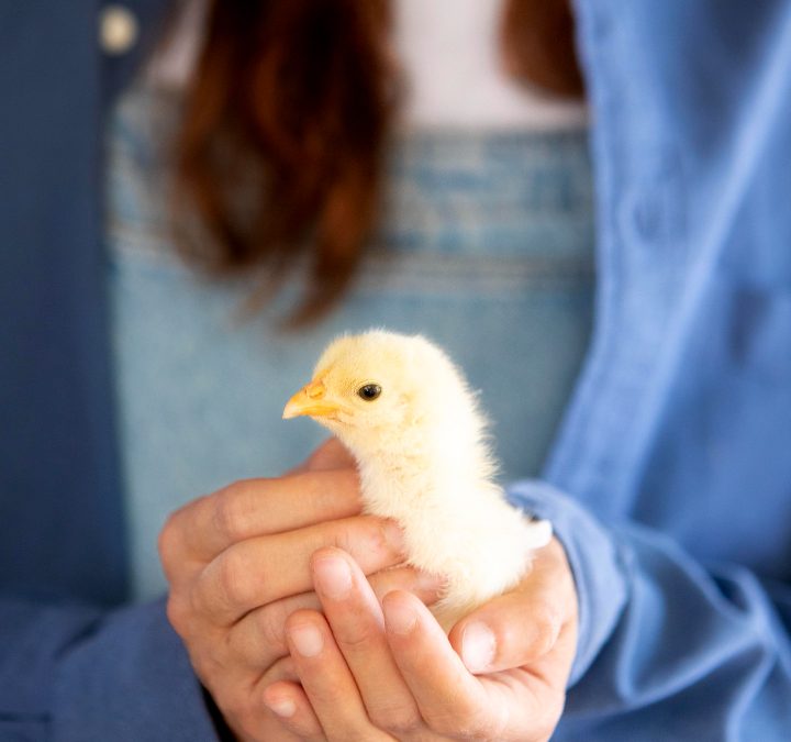 «Consejos prácticos para incubar huevos de gallina y obtener pollitos saludable